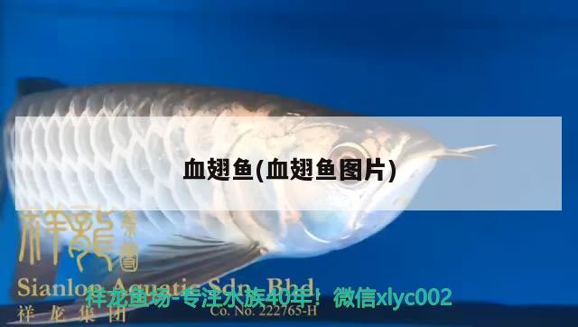 血翅魚(血翅魚圖片)