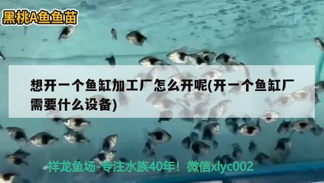 想開一個魚缸加工廠怎么開呢(開一個魚缸廠需要什么設(shè)備) 魚缸水質(zhì)穩(wěn)定劑