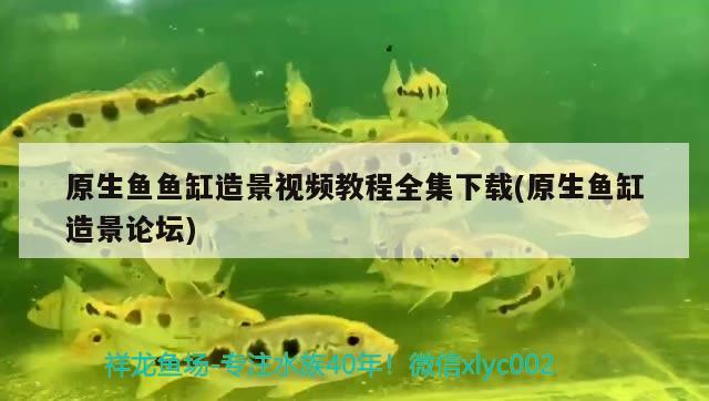 原生魚魚缸造景視頻教程全集下載(原生魚缸造景論壇)