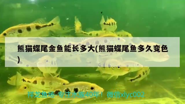 熊貓蝶尾金魚(yú)能長(zhǎng)多大(熊貓蝶尾魚(yú)多久變色) 觀賞魚(yú)