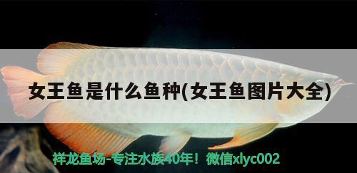 女王魚是什么魚種(女王魚圖片大全) 觀賞魚