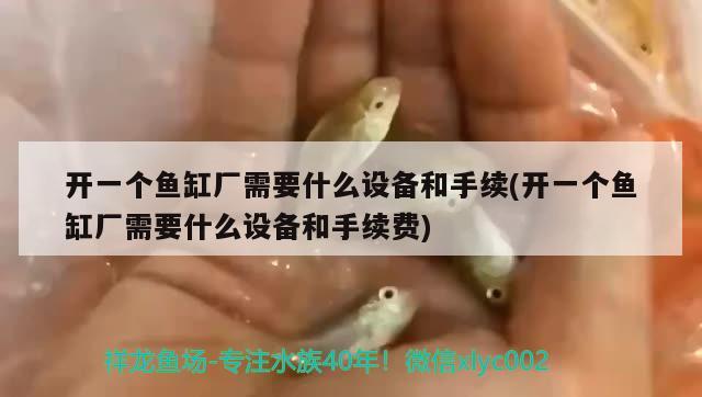 開一個魚缸廠需要什么設(shè)備和手續(xù)(開一個魚缸廠需要什么設(shè)備和手續(xù)費) 撒旦鴨嘴魚