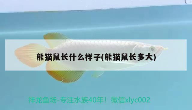 熊貓鼠長什么樣子(熊貓鼠長多大) 觀賞魚