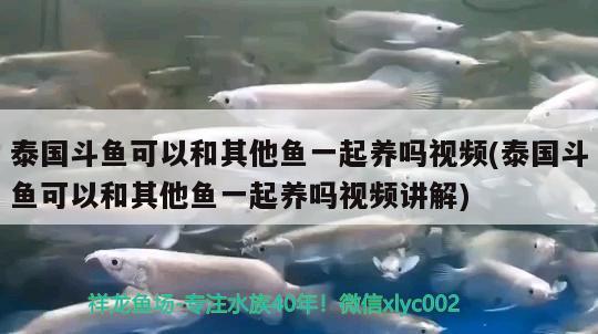 泰國斗魚可以和其他魚一起養(yǎng)嗎視頻(泰國斗魚可以和其他魚一起養(yǎng)嗎視頻講解)