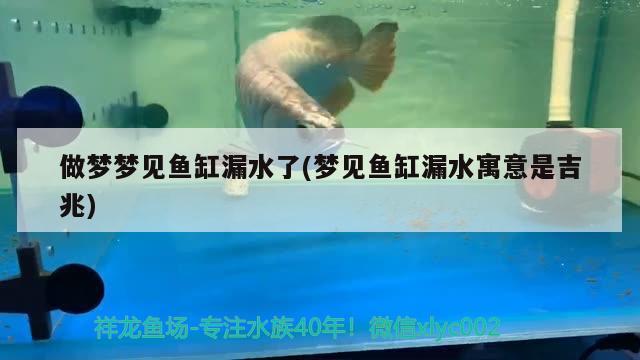 做夢夢見魚缸漏水了(夢見魚缸漏水寓意是吉兆)