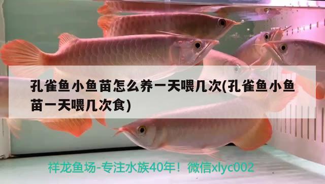 孔雀魚小魚苗怎么養(yǎng)一天喂幾次(孔雀魚小魚苗一天喂幾次食) 觀賞魚