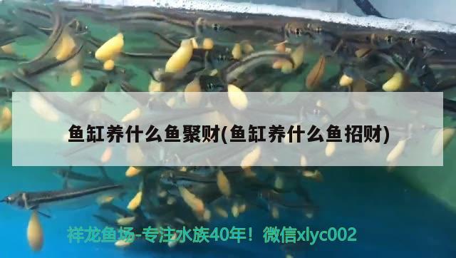 魚缸養(yǎng)什么魚聚財(魚缸養(yǎng)什么魚招財) 肥料