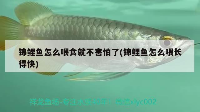 錦鯉魚怎么喂食就不害怕了(錦鯉魚怎么喂長得快)