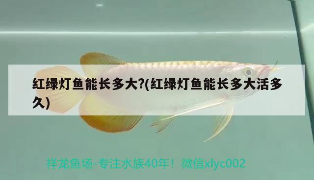 紅綠燈魚能長(zhǎng)多大?(紅綠燈魚能長(zhǎng)多大活多久) 觀賞魚