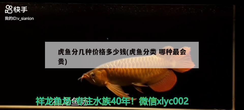 虎魚分幾種價格多少錢(虎魚分類哪種最會貴)