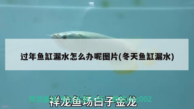 過年魚缸漏水怎么辦呢圖片(冬天魚缸漏水)