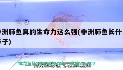 非洲肺魚真的生命力這么強(qiáng)(非洲肺魚長什么樣子) 肺魚