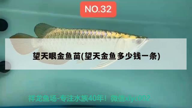 望天眼金魚苗(望天金魚多少錢一條)