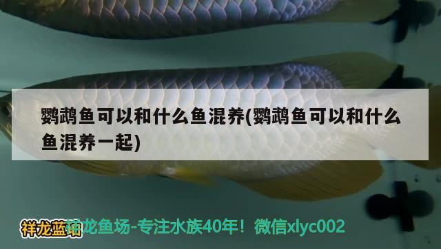 鸚鵡魚可以和什么魚混養(yǎng)(鸚鵡魚可以和什么魚混養(yǎng)一起) 鸚鵡魚