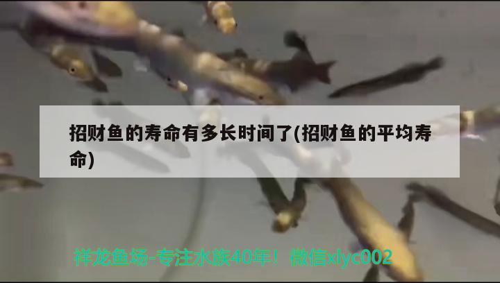 招財魚的壽命有多長時間了(招財魚的平均壽命)