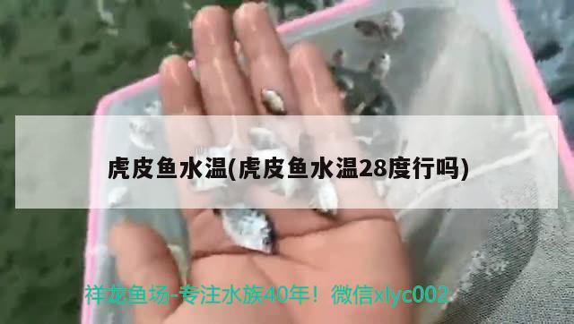 虎皮魚水溫(虎皮魚水溫28度行嗎)