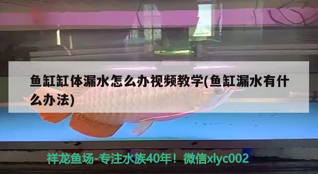 魚缸缸體漏水怎么辦視頻教學(xué)(魚缸漏水有什么辦法)