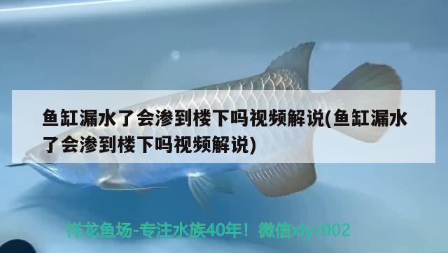 魚缸漏水了會滲到樓下嗎視頻解說(魚缸漏水了會滲到樓下嗎視頻解說)