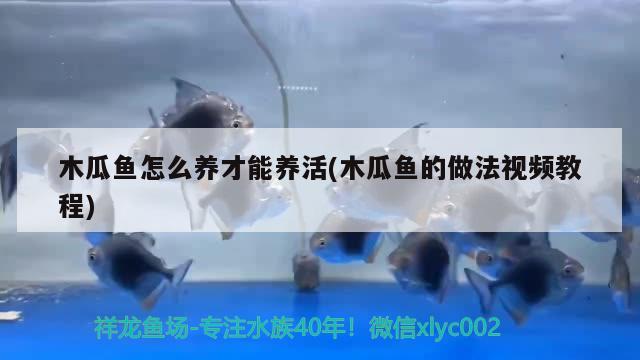 木瓜魚怎么養(yǎng)才能養(yǎng)活(木瓜魚的做法視頻教程) 觀賞魚