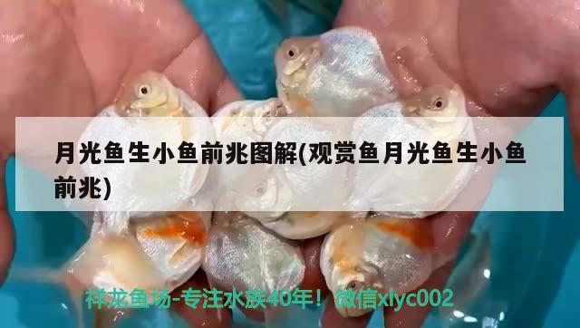 月光魚生小魚前兆圖解(觀賞魚月光魚生小魚前兆)