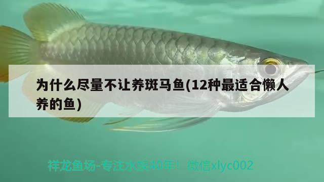 為什么盡量不讓養(yǎng)斑馬魚(12種最適合懶人養(yǎng)的魚) 觀賞魚