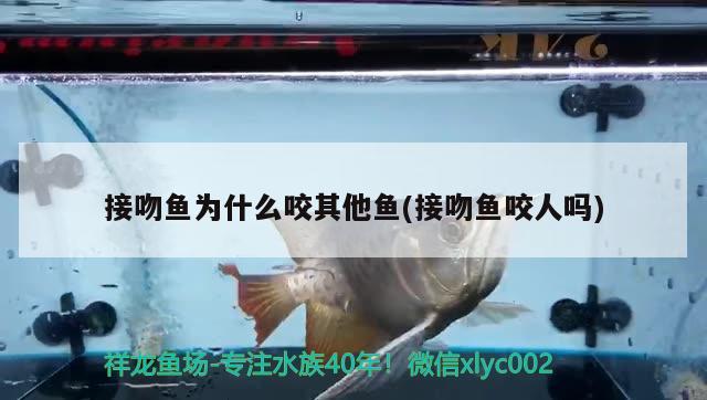 接吻魚為什么咬其他魚(接吻魚咬人嗎) 觀賞魚