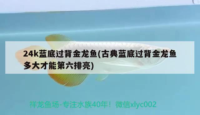 24k藍底過背金龍魚(古典藍底過背金龍魚多大才能第六排亮)