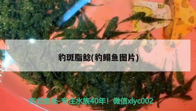 豹斑脂鯰(豹鰨魚(yú)圖片) 觀賞魚(yú) 第1張