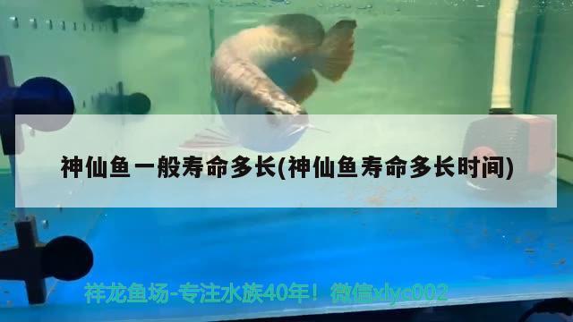 神仙魚一般壽命多長(神仙魚壽命多長時間)