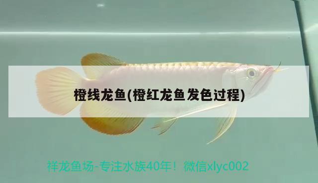 橙線龍魚(yú)(橙紅龍魚(yú)發(fā)色過(guò)程) 觀賞魚(yú) 第2張