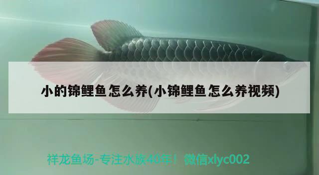 小的錦鯉魚怎么養(yǎng)(小錦鯉魚怎么養(yǎng)視頻) 觀賞魚 第2張