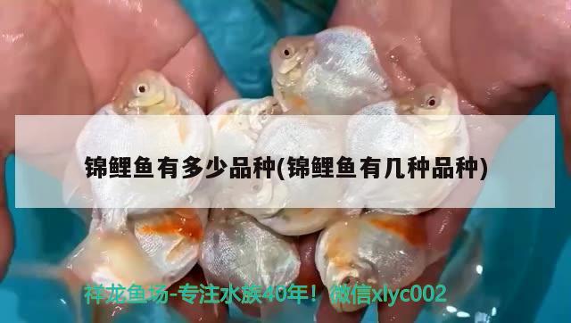 錦鯉魚有多少品種(錦鯉魚有幾種品種)