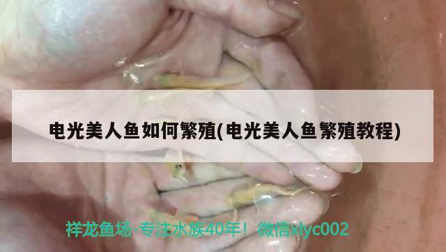 電光美人魚如何繁殖(電光美人魚繁殖教程)