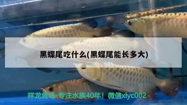 黑蝶尾吃什么(黑蝶尾能長(zhǎng)多大) 觀賞魚