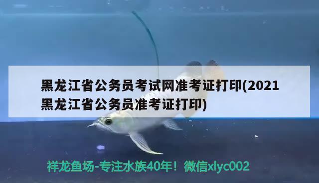 黑龍江省公務(wù)員考試網(wǎng)準考證打印(2021黑龍江省公務(wù)員準考證打印) 觀賞魚