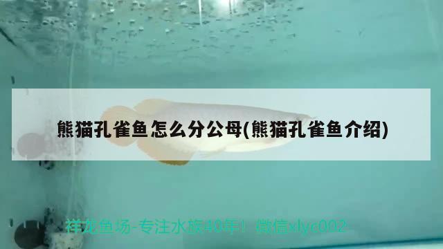 熊貓孔雀魚怎么分公母(熊貓孔雀魚介紹) 觀賞魚