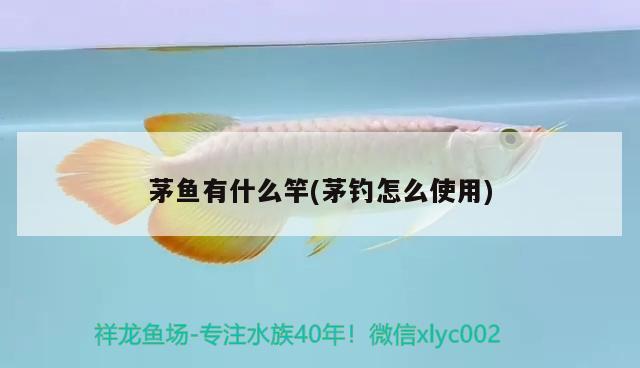 茅魚(yú)有什么竿(茅釣怎么使用) 垂釣樂(lè)園