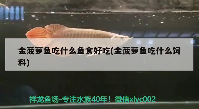 金菠蘿魚吃什么魚食好吃(金菠蘿魚吃什么飼料)