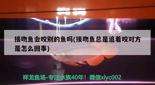 接吻魚會(huì)咬別的魚嗎(接吻魚總是追著咬對方是怎么回事)