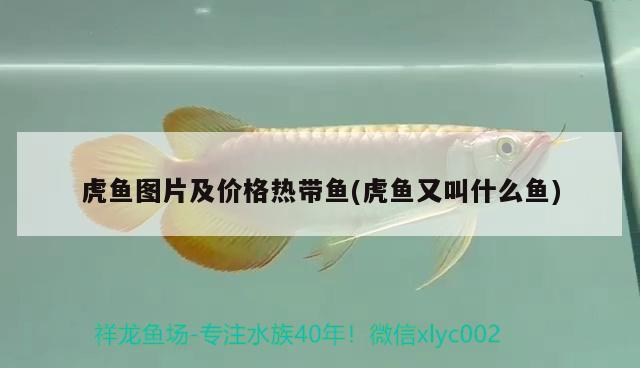 虎魚圖片及價(jià)格熱帶魚(虎魚又叫什么魚)