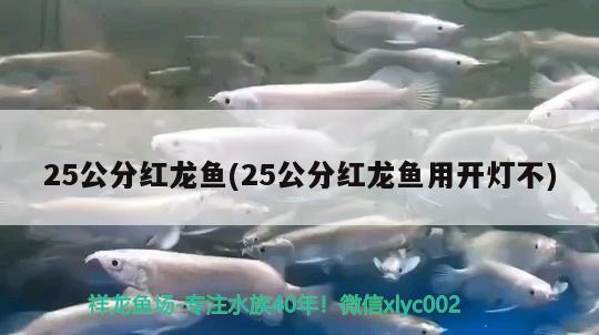 25公分紅龍魚(25公分紅龍魚用開燈不) 觀賞魚