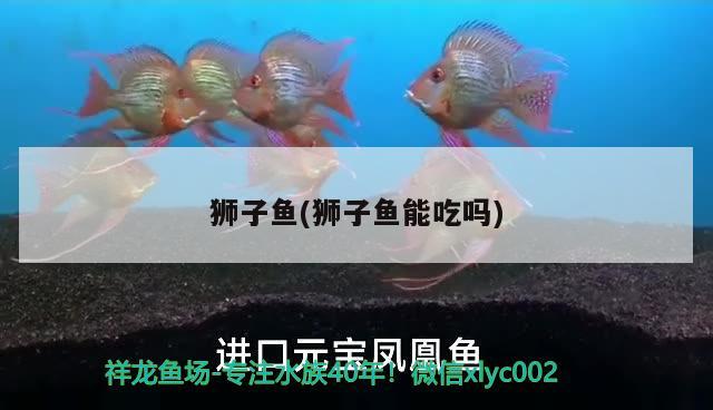 獅子魚(獅子魚能吃嗎) 觀賞魚