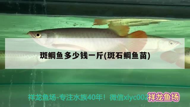 斑鯛魚多少錢一斤(斑石鯛魚苗)