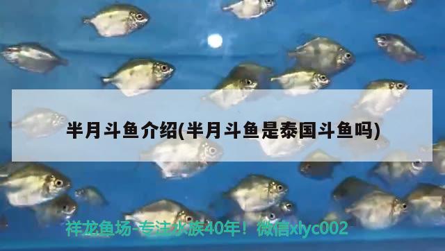 半月斗魚介紹(半月斗魚是泰國斗魚嗎) 泰國斗魚