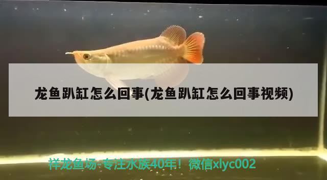 龍魚趴缸怎么回事(龍魚趴缸怎么回事視頻)