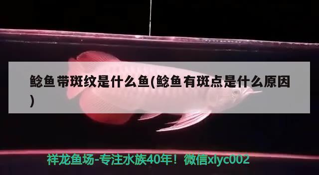 鯰魚(yú)帶斑紋是什么魚(yú)(鯰魚(yú)有斑點(diǎn)是什么原因) 觀賞魚(yú)