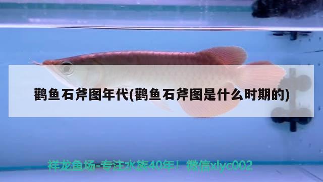 鸛魚石斧圖年代(鸛魚石斧圖是什么時期的) 觀賞魚 第2張