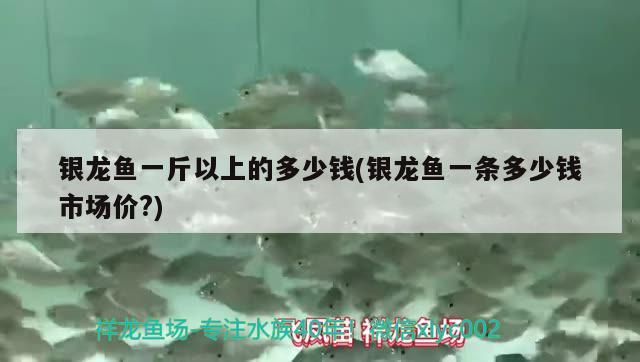 銀龍魚一斤以上的多少錢(銀龍魚一條多少錢市場價?)