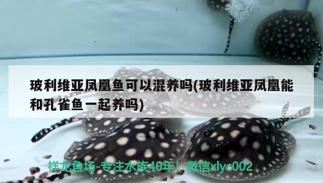 玻利維亞鳳凰魚可以混養(yǎng)嗎(玻利維亞鳳凰能和孔雀魚一起養(yǎng)嗎) 觀賞魚