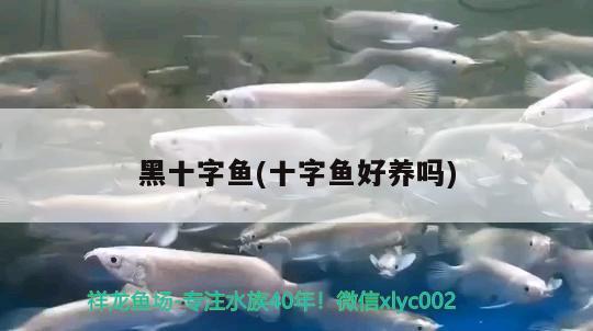 黑十字魚(十字魚好養(yǎng)嗎)